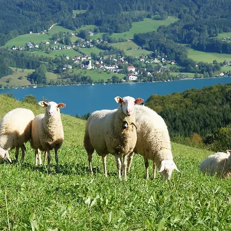 Biobauernhof Nussbaumer Nussdorf am Attersee