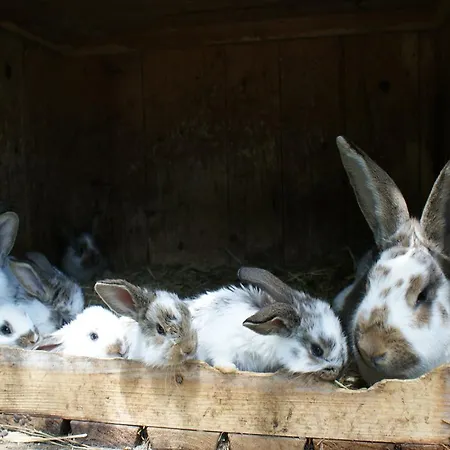 Biobauernhof Nussbaumer