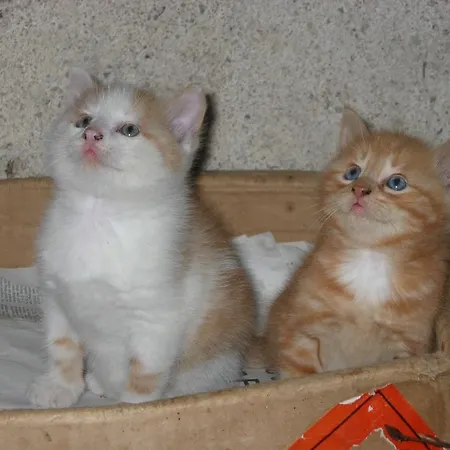 Κατάλυμα σε φάρμα Biobauernhof Nussbaumer