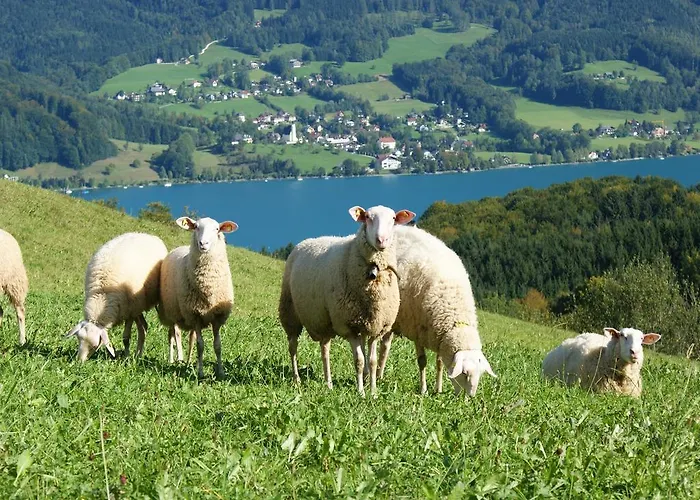 Biobauernhof Nussbaumer Nussdorf am Attersee