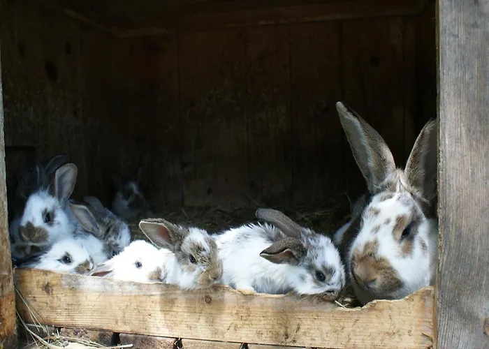 Biobauernhof Nussbaumer