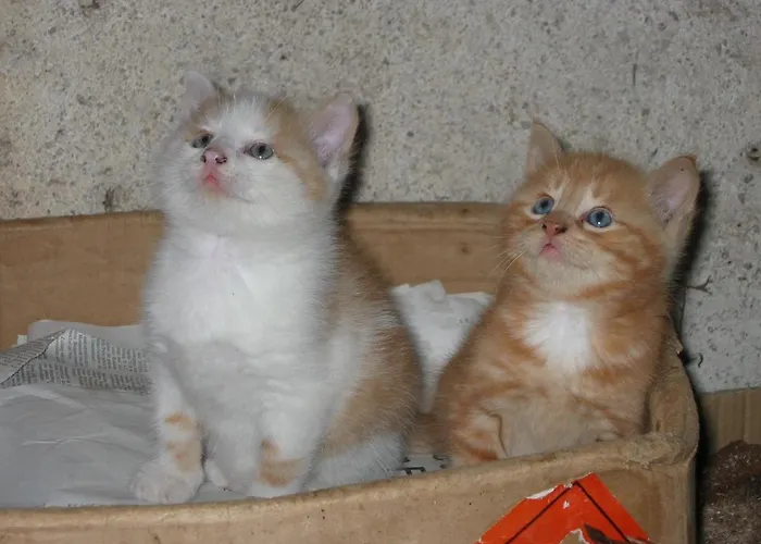 Alojamento de Turismo Rural Biobauernhof Nussbaumer